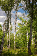 Fototapeta premium birch grove in summer sunny day