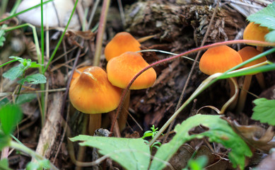 orange mushrooms toadstool grow on a stump in the grass close up