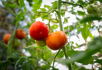 Beautiful tomatoes grown in a greenhouse.