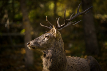 parco nazionale d'abruzzo