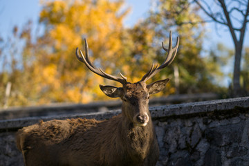 parco nazionale d'abruzzo