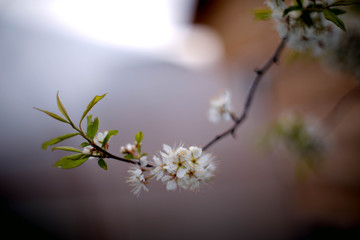 white fluffy young flowers of plum with stamens in the garden