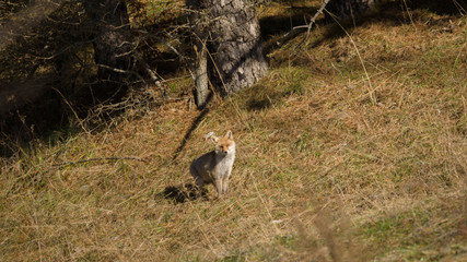 parco nazionale d'abruzzo