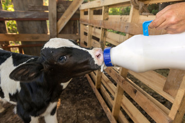 Newborn calf being bottle fed