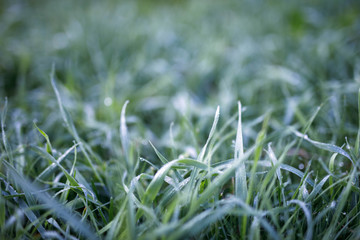 green lawn grass after rain horizontal close-up