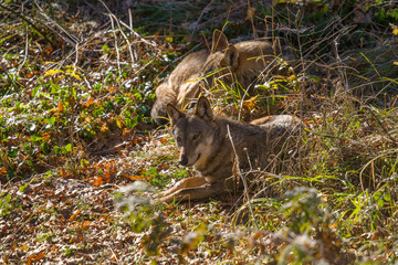 parco nazionale d'abruzzo