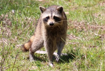 Raccoon 2