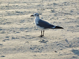 sea gull on the beach
