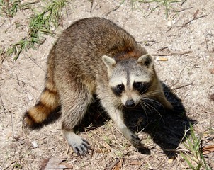 Raccoon 1