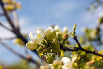 White-flowered apple-tree flowers against a bright-blue sky