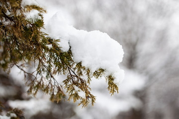 Branch With Snow