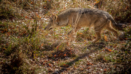 parco nazionale d'abruzzo