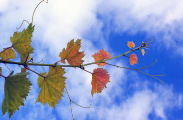 vine against the sky