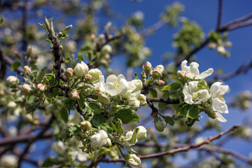 White-flowered apple-tree flowers against a bright-blue sky