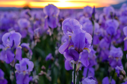 Iris pallida sur le champ, gros plan. Provence, France. Lever de soleil.	