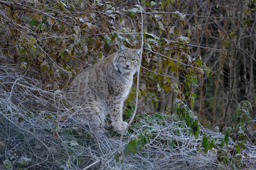 parco nazionale d'abruzzo