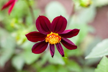 Obraz premium Dahlia red, sort of funny guys