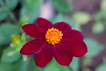 Dahlia red, sort of funny guys