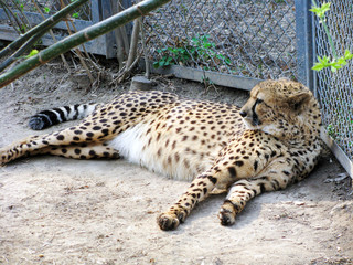 cheetah in a zoo