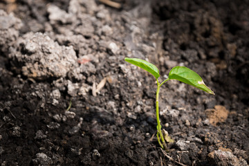 growth