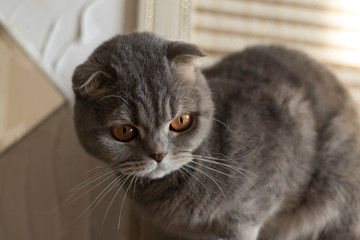 Scottish fold cat. Close up. The pupils constricted from the sunlight.