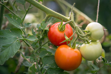 Beautiful tomatoes grown in a greenhouse.
