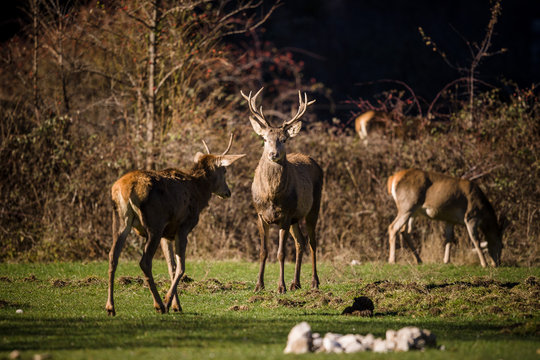 parco nazionale d'abruzzo