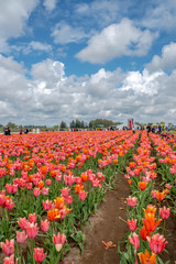 Fototapeta na wymiar Colorful and Beautiful Tulips