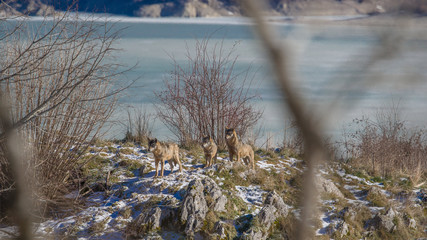 parco nazionale d'abruzzo