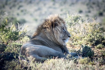Löwe Afrika