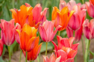 Colorful and Beautiful Tulips
