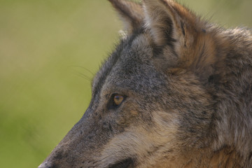 parco nazionale d'abruzzo