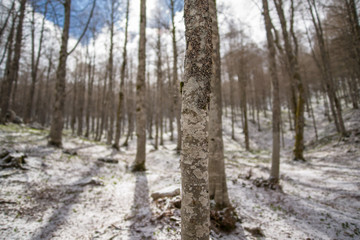 parco nazionale d'abruzzo