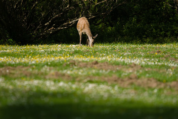 parco nazionale d'abruzzo