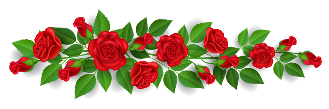 Horizontal banner with red rose flower, bud and green leaf. Vector illustration for horizontal border decoration and romantic design