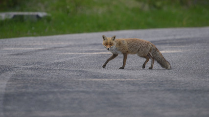 parco nazionale d'abruzzo