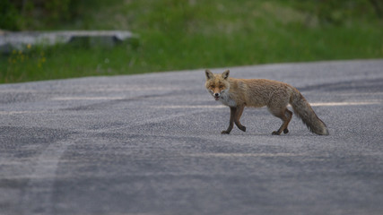 parco nazionale d'abruzzo