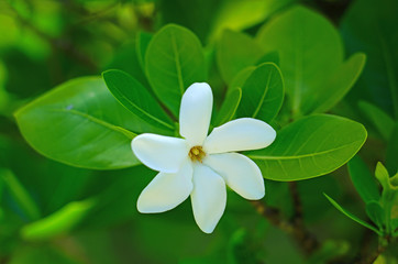 White fragrant tiare flower (Gardenia taitensis) growing on a plant in Bora Bora, French Polynesia 