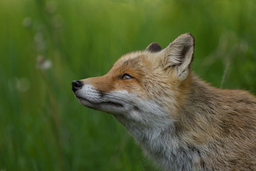 parco nazionale d'abruzzo