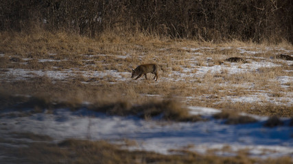 parco nazionale d'abruzzo