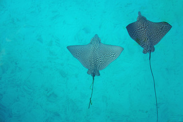 Underwater view of a school of wild Spotted Eagle Ray (Aetobatus narinari) fish swimming in the Bora Bora lagoon, French Polynesia