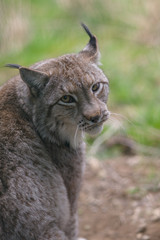 parco nazionale d'abruzzo