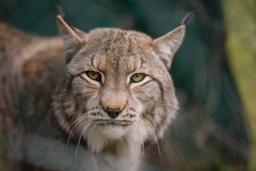 parco nazionale d'abruzzo