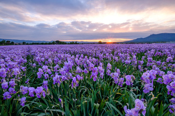 Champ d'iris pallida en Provence, France, lever de soleil.	