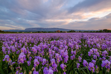 Champ d'iris pallida en Provence, France, lever de soleil. Montagne Sainte-Victoire en arrière-plan. 
