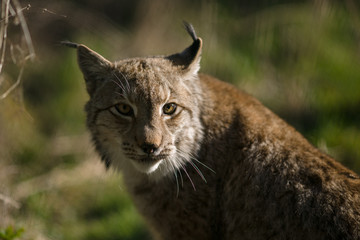 parco nazionale d'abruzzo