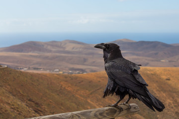 Crow on the Mountains