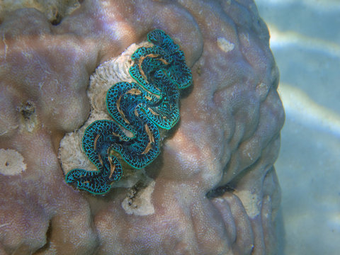 Underwater view of a Giant Clam (Tridacna Gigas) with blue lips in the Bora Bora lagoon, French Polynesia 