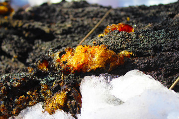 Colorful resin on the Apricot tree