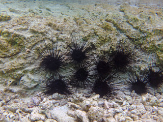 Naklejka na ściany i meble Underwater view of black sea urchin with long spikes in the Bora Bora lagoon in French Polynesia